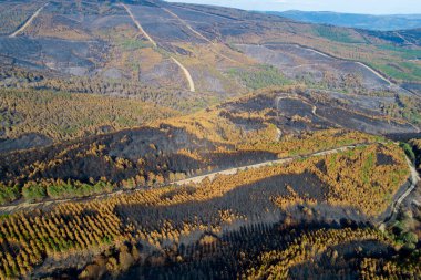 - Altı. Büyük bir orman yangınıyla harap olmuş geniş bir dağ manzarası.