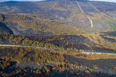 Yanmış bir arazinin manzarası. Yeşil ağaçlar kalmış.