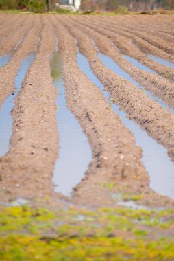 Tohum ekmeye hazır ıslak toprak dokusu