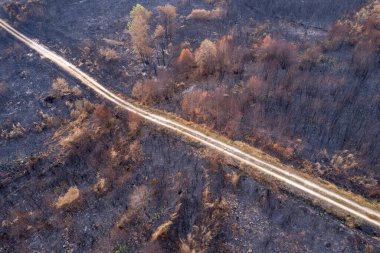Asfaltsız bir yolun, hasarlı bir ormanın içinden drone görüntüsü.