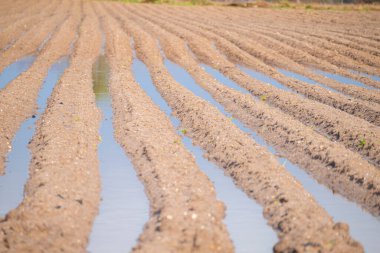 Kırsal kesimdeki ıslak bir tarlanın ayrıntılı görüntüsü