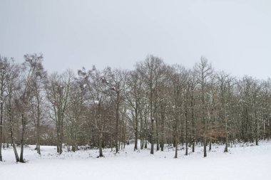 Yapraksız ağaçlar donuk doğada yalnızlık kavramı