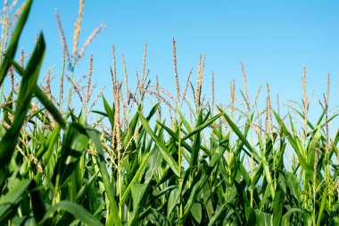 Taze yeşil mısır bitkileriyle gıda üretimi ve tarım kavramı