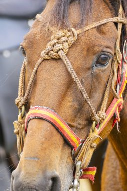 Geleneksel Bir Fuarda Binicilik Portresi Kutlama Konsepti