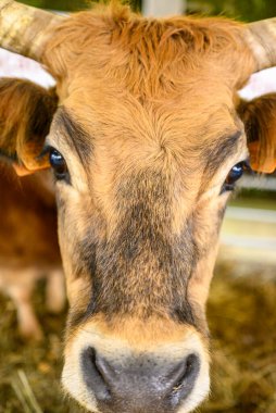 Kameraya bakan Galiçya sığırlarının baş görüntüsü Kırsal yaşam kavramı