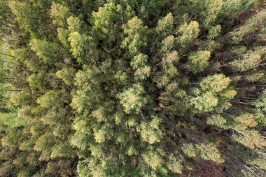 - Sekiz. Yaban okaliptüs ormanının dokulu yapraklı havadan bakış açısı