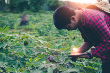 Çiftçiler bitki bakımına yardımcı olmak için tabletlerden sanal görüntü teknolojisi kullanıyorlar..