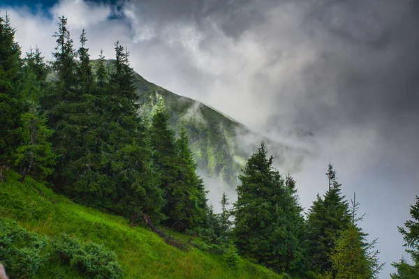 Forest in the mountains in the fog — Stock Photo, Image