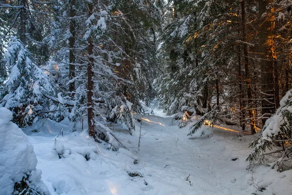 Winter Carpatian mountains — Stock Photo, Image