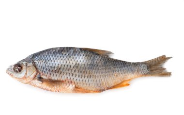 Kuru roach 