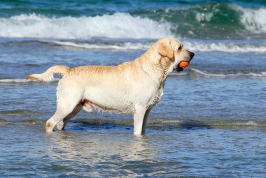 Turuncu topu ile sevimli sarı labrador