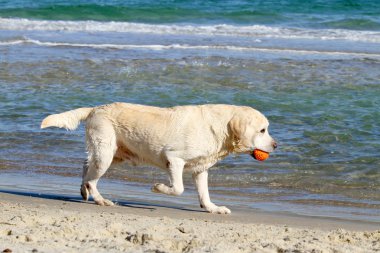 Turuncu topu ile güzel bir sarı labrador