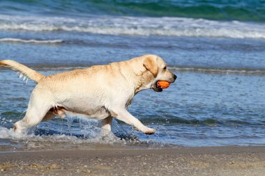 Turuncu topu ile sevimli sarı labrador
