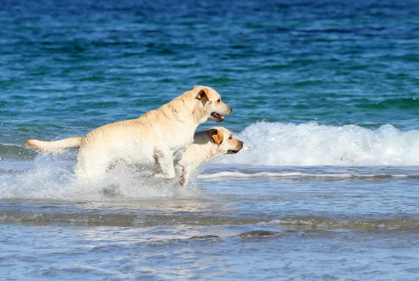 Labradors at the sea with a ball — Stock Photo, Image