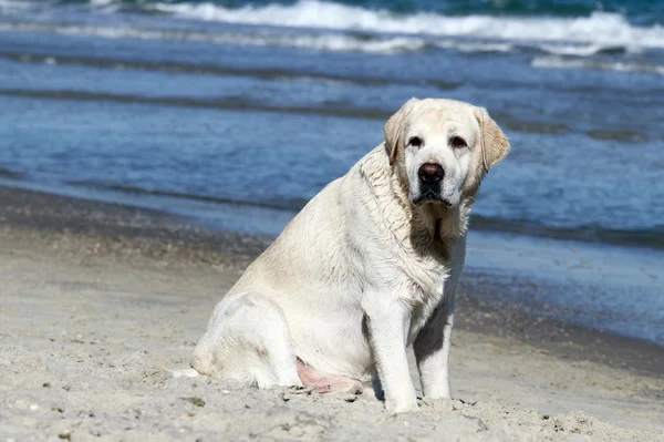 Roztomilý žlutý labrador portrét — Stock fotografie