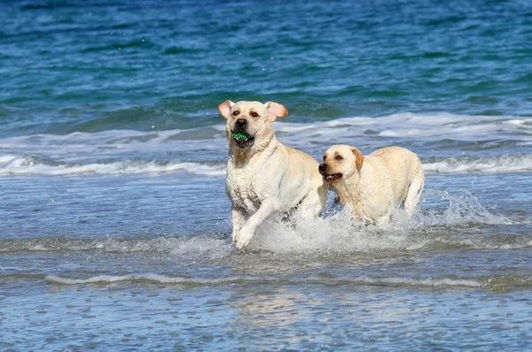 Two cute labradors at the sea with a ball — Stock Photo, Image