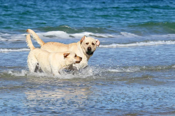 Cute labradors at the sea with a ball — Stock Photo, Image