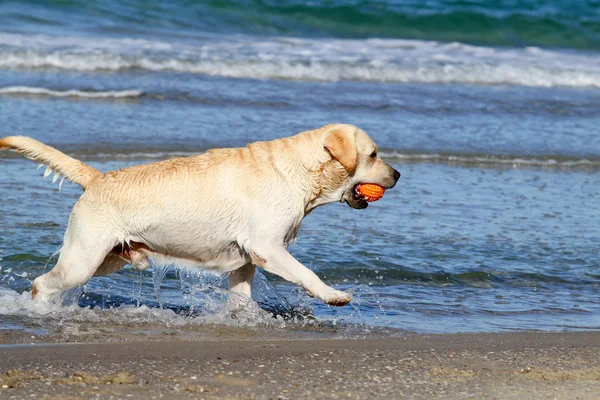 Labrador kuning lucu dengan bola oranye — Stok Foto