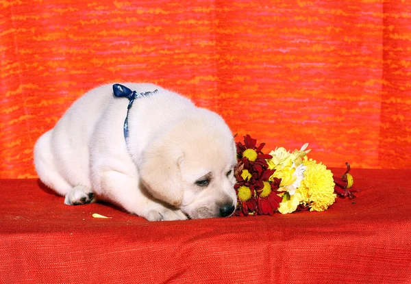 Cachorro labrador no fundo laranja — Fotografia de Stock