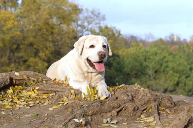 Sonbaharda parkta sarı labrador.