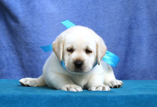 Ittle labrador cachorro sobre un fondo azul —  Fotos de Stock