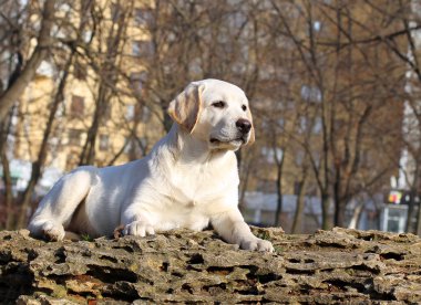 Bahçe portre sarı bir mutlu labrador köpek yavrusu