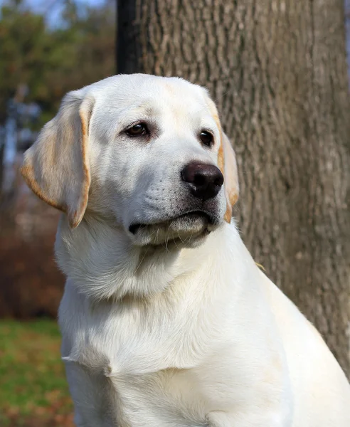 Gele gelukkig labrador pup in tuin portret — Stockfoto