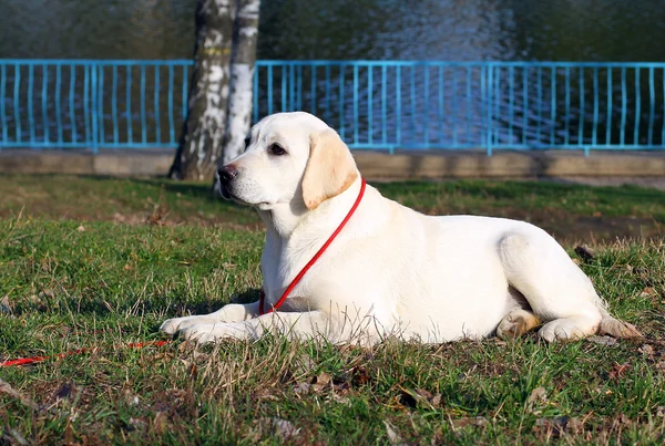 Cachorro labrador feliz amarelo no jardim — Fotografia de Stock