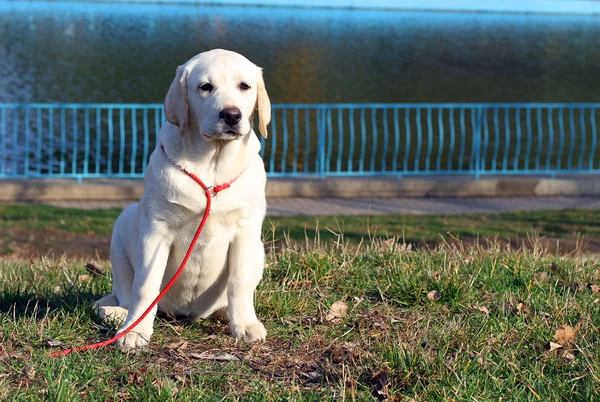 Um cachorro labrador feliz amarelo no jardim — Fotografia de Stock