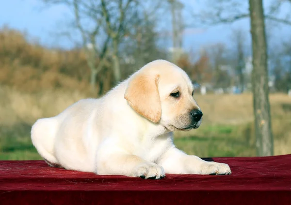 De mooie gele gelukkig labrador pup in tuin portret — Stockfoto