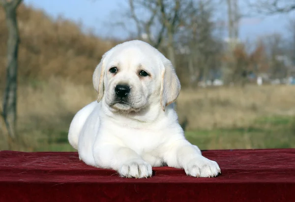 Um filhote de cachorro labrador feliz amarelo bonito no retrato vermelho — Fotografia de Stock