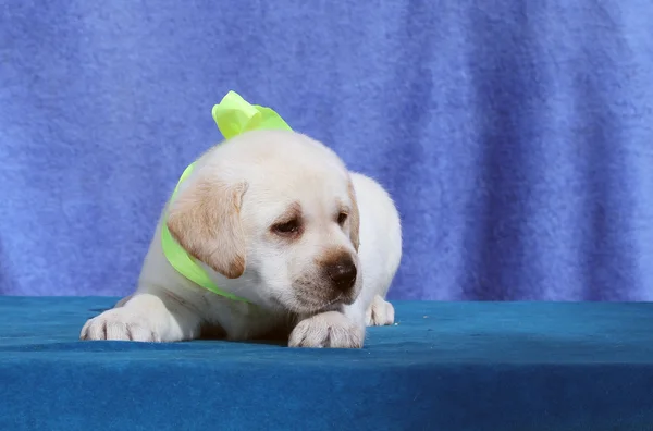 O filhote de cachorro pequeno labrador em um fundo azul — Fotografia de Stock