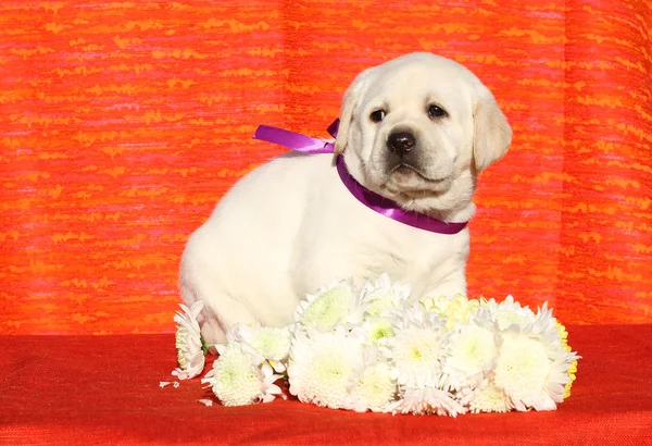 O cachorro labrador feliz amarelo em vermelho com flores — Fotografia de Stock