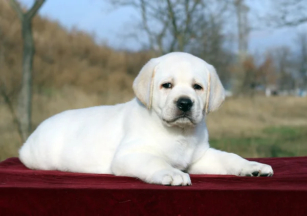 A nice yellow labrador puppy on red close up — Stock Photo, Image