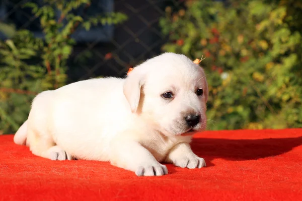 The yellow happy labrador puppy on red portrait — Stock Photo, Image