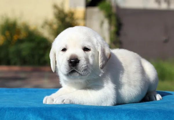 Un piccolo cucciolo labrador su sfondo blu — Foto Stock