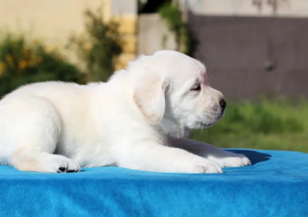 Pequeño cachorro labrador sobre fondo azul —  Fotos de Stock