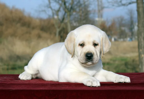 El perrito labrador sobre fondo rojo —  Fotos de Stock