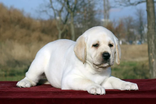 Pequeno filhote de cachorro labrador em um fundo vermelho — Fotografia de Stock