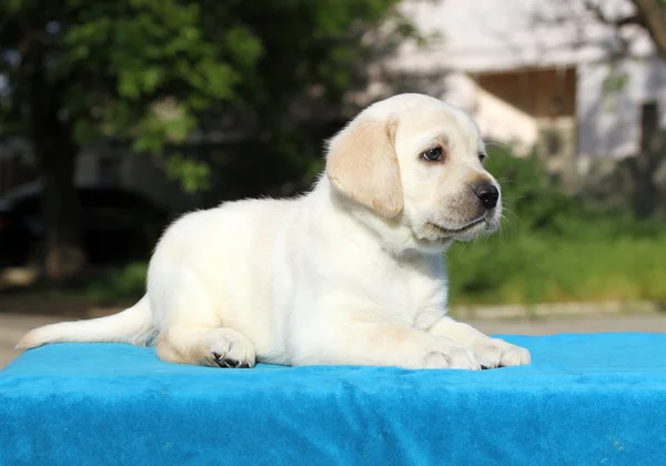 Pequeño cachorro labrador sobre un retrato de fondo azul —  Fotos de Stock