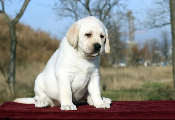 Malé štěně labrador na červeném pozadí — Stock fotografie