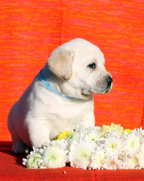 Kleine labrador pup op een rode achtergrond met bloemen — Stockfoto
