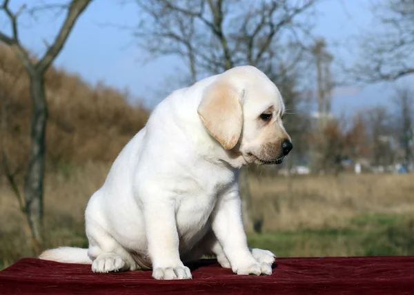 Labrador štěně na červeném pozadí — Stock fotografie