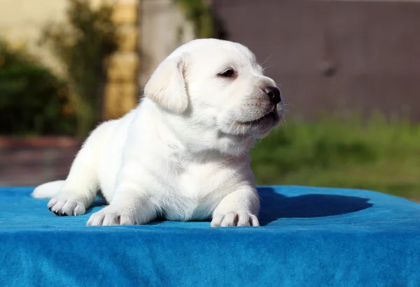 Kleiner Labrador-Welpe auf blauem Hintergrund — Stockfoto