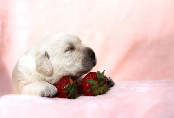 イチゴと赤の背景にラブラドール子犬 — ストック写真