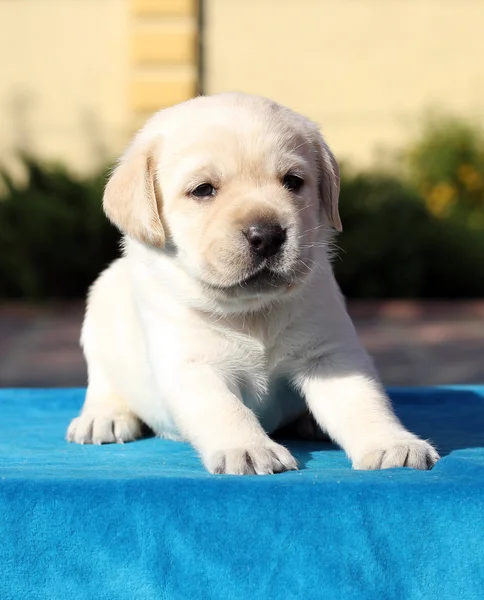 Malý labrador štěně na modrém pozadí — Stock fotografie