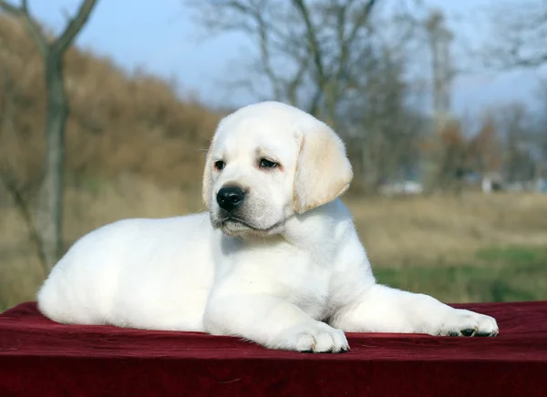 A little labrador puppy on a red background — Stock Photo, Image