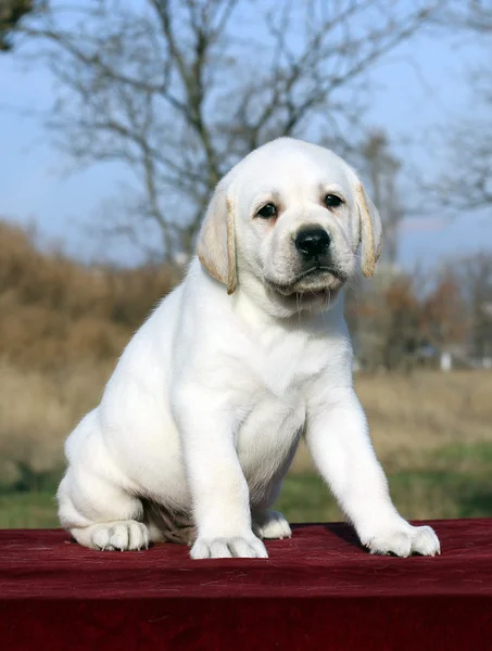 Malé štěně labrador na červeném pozadí — Stock fotografie