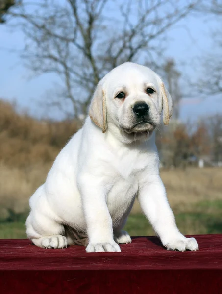 Den lilla labrador hundvalp på en röd bakgrund — Stockfoto