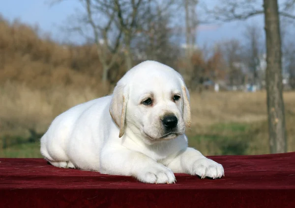 Little labrador puppy on a red background — Stock Photo, Image